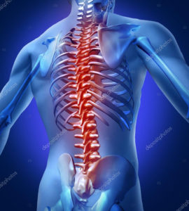 Human spine anatomy, back pain.